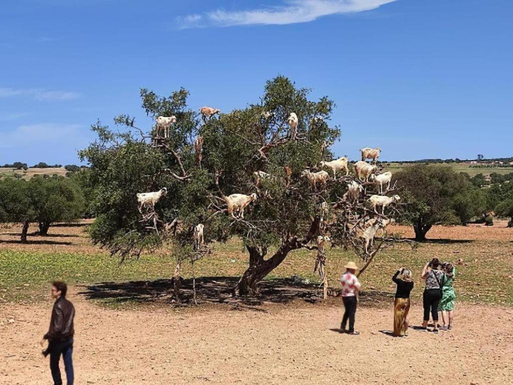 Appartamento Dar Hiba Marrakesh Esterno foto